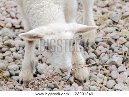 Beautiful white newborn lamb eating straw, closeup