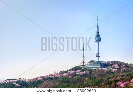 Cherry blossom in Seoul tower at namhansan in spring.