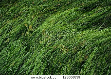 Cocograss, close up beautiful green Nut grass pattern from garden