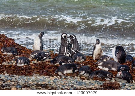 Magellanic Penguins (Spheniscus magellanicus) at the coast of Seno Otway Chile
