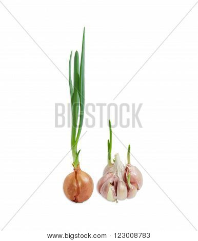 Sprouting onion bulb and garlic with green sprouts on a light background closeup