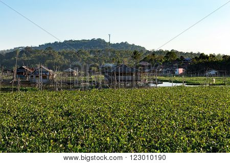 Fish farm and hatchery or nursery Lake Tondano Sulawesi Indonesia (Celebes) Asia
