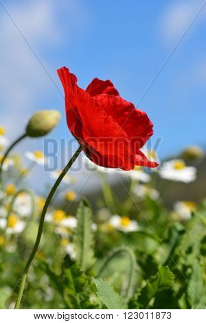 red opium poppy and flower  in the field