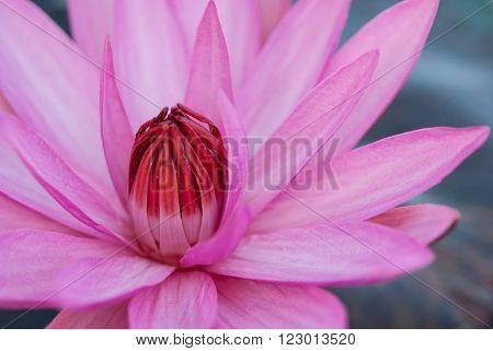 Pink tropical waterlily with red centre just opened