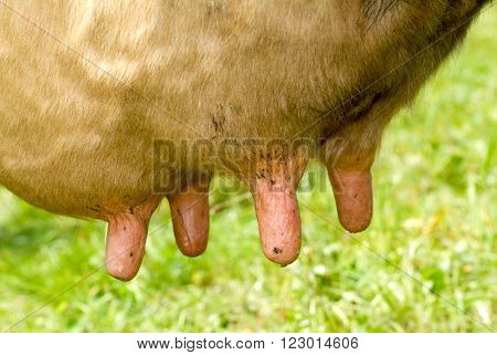 Cow's udder on a field on the Swiss alps