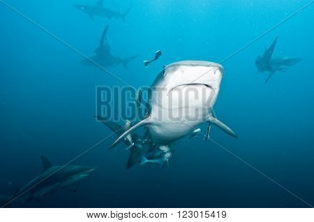 A tiger shark swimming face on, showing it's white stomach and it's mouth.