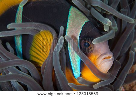 A close up portrait of a clown fish nestled in a purple anemone