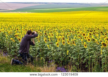 Man in shirt photographing sunfower field. Summer shot.