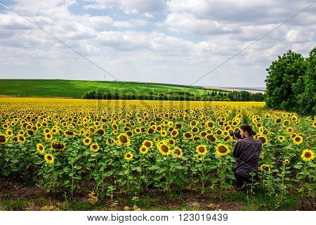 Man in shirt photographing sunfower field against blue sky with clouds. Summer shot.