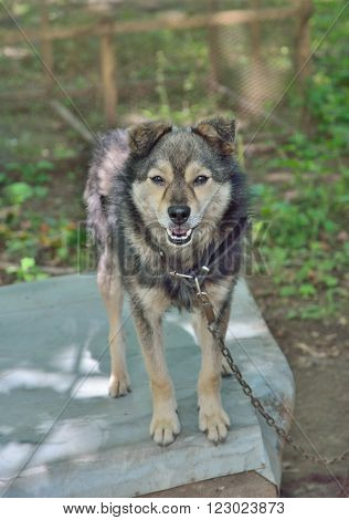 A close up of the small grey dog.