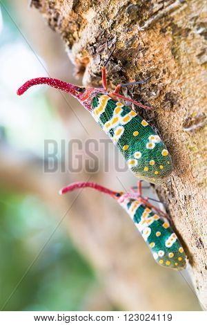 Two insect perched on a tree in summer.