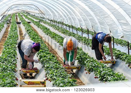 Farm Workers Pick And Package Strawberries