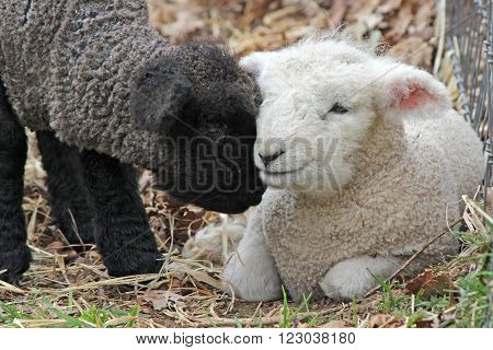 Newborn twin lambs on a farm, one is black and one is white.