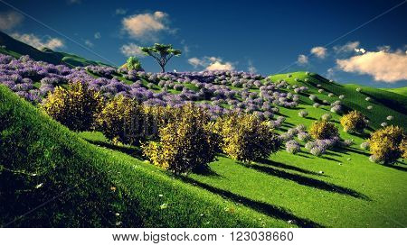 Lavender fields