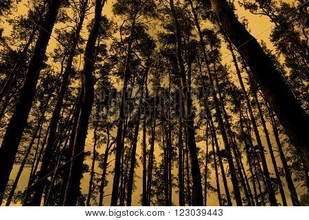 Gloomy silhouettes of pines in a thick pine forest (retro style)