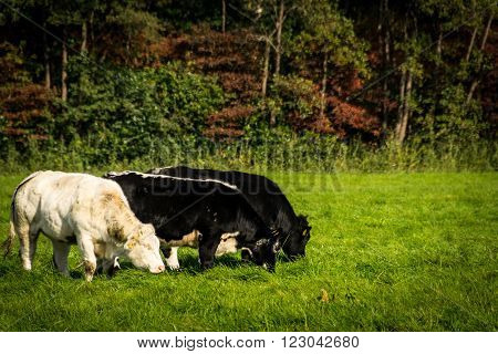 Cows grazing together in a sunny meadow