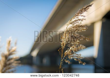 Reeds against the structure of a large bridge