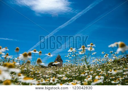 Chamomille field in france during high summer