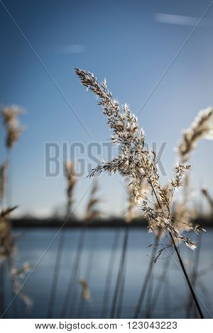 Reeds in hard winters light at the lakeside