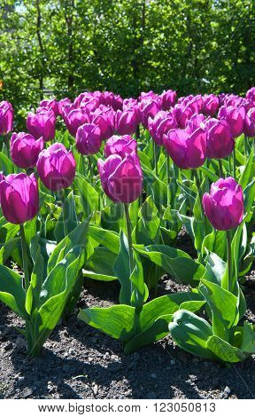 Beautiful tulips in the garden sort Tulipa Negrita from Triumph Group
