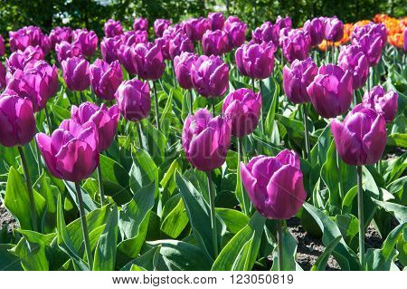 Beautiful tulips in the garden sort Tulipa Negrita from Triumph Group