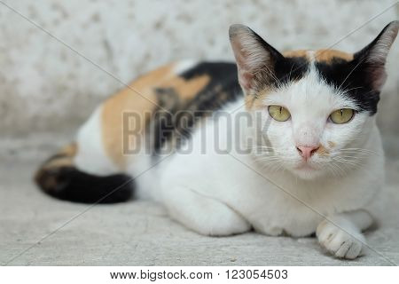 Thailand Cat or calico Looking a Hope(Selective focus)
** Note: Shallow depth of field