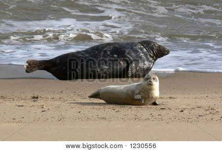 Filhote de foca