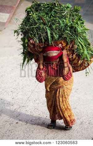 Katmandu, Nepal -  April 17 2013:  A Woman Dressed In A Sari Is A Heavy Basket With Grass Traditiona