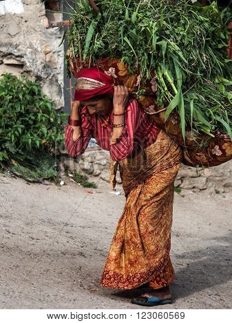Katmandu, Nepal -  April 17 2013: Close-up A Woman Dressed In A Sari Is A Heavy Basket With Grass Tr
