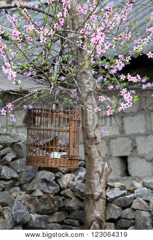 A bird held in a cage under cherry tree
