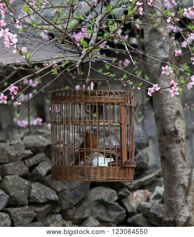 A bird held in a cage under cherry tree