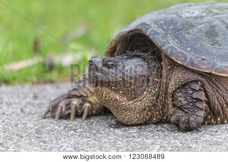 A large turtle warms itself on a foot path