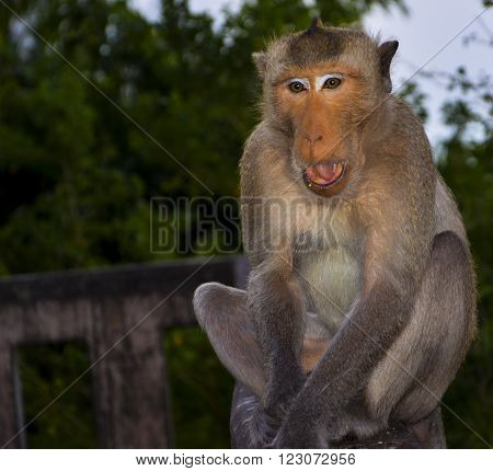 Monkey in Thailand he big monkeysmonkeys in Thailandbeautiful monkeys
** Note: Visible grain at 100%, best at smaller sizes
