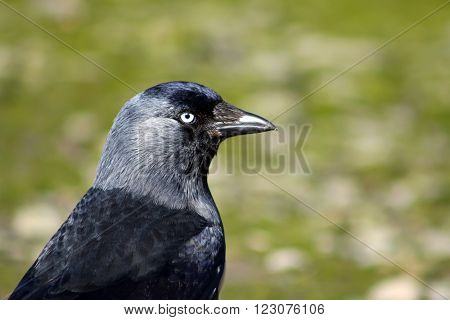 A portrait of an adult Jackdaw against a grassy background