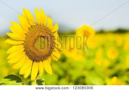 yellow sun flowers Big field in Thailand