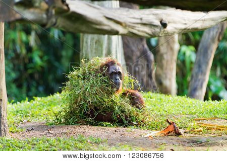 Adult orangutan (Rongo) sits under a bunch of grass and tree branches. Singapore.