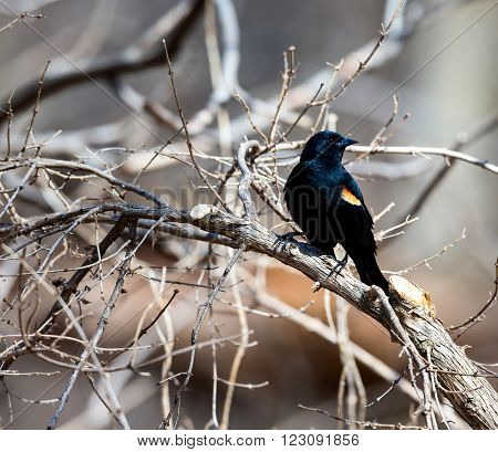 Red Winged Blackbird perched in a Boreal Forest Quebec.