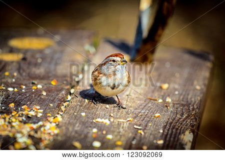 The American tree sparrow, also known as the winter sparrow, is a medium-sized sparrow. It previously was classified under the genus Spizella, but multilocus molecular evidence suggested placement in its own genus.