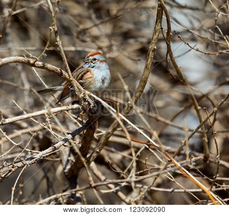 The American tree sparrow, also known as the winter sparrow, is a medium-sized sparrow. It previously was classified under the genus Spizella, but multilocus molecular evidence suggested placement in its own genus.