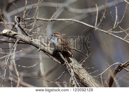 The American tree sparrow, also known as the winter sparrow, is a medium-sized sparrow. It previously was classified under the genus Spizella, but multilocus molecular evidence suggested placement in its own genus.