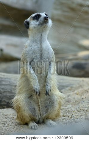 meerket