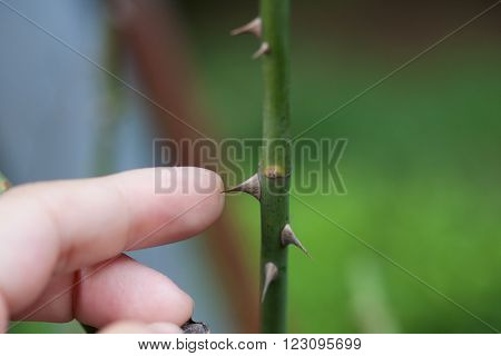 Index finger touches on of the thorns