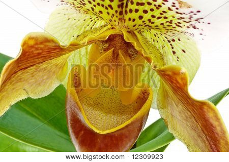 Paphiopedilum