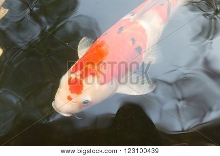 Feeding koi carp by hand (Cyprinus Rubrofuscus)