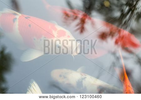 Koi Fish Waiting To Be Fed.