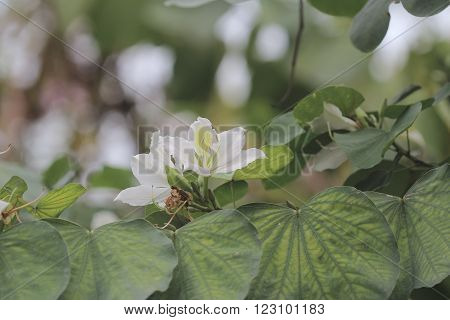 Bauhinia Blakeana Or Hong Kong Orchid Flower