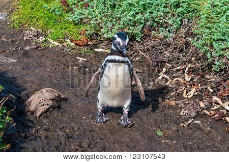 Magellanic penguin walking on dirt at the coast of Seno Otway, Chile