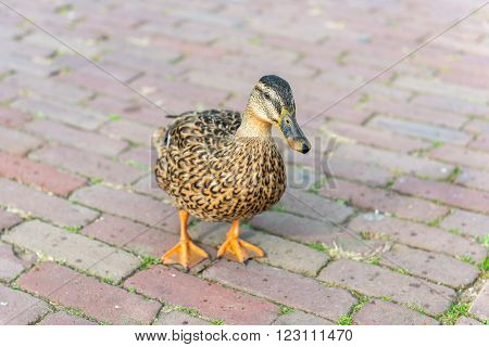 Small Wild Duck On A Pavement
