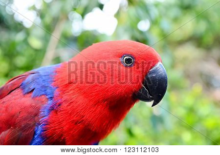 Parrot Tropical Bird with a Colroed Father