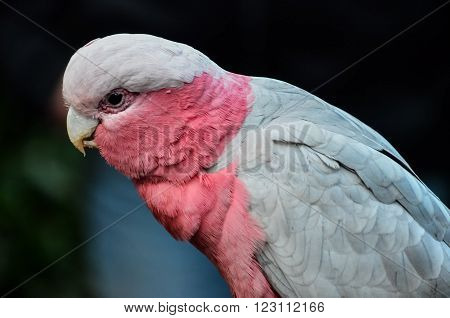 Parrot Tropical Bird with a Colroed Father